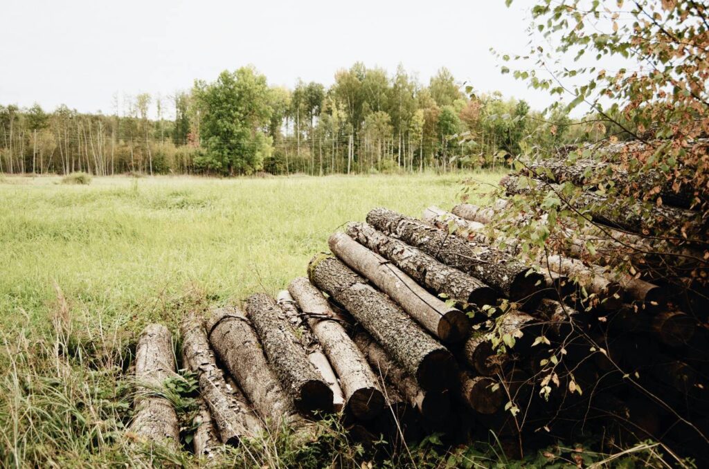 piled logs from deforestation